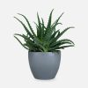 Snake Plant - 图片 2