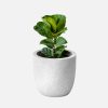 Fiddle Leaf Fig - 图片 4