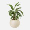 Fiddle Leaf Fig - 图片 2